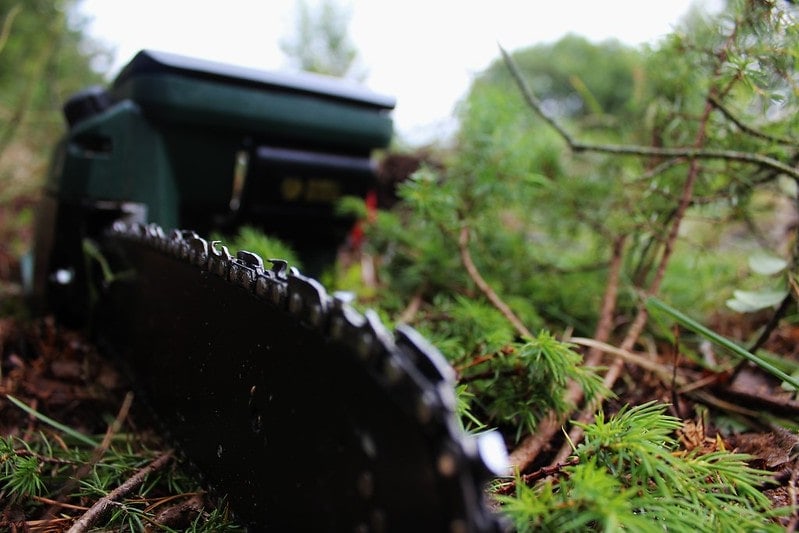 chainsaw in the forest