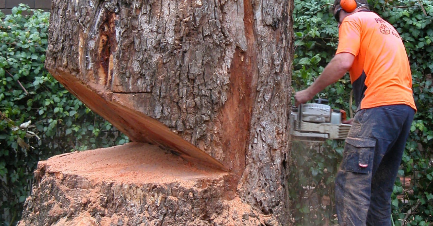 How to Fell a Tree With a Chainsaw? – A Practical Guide