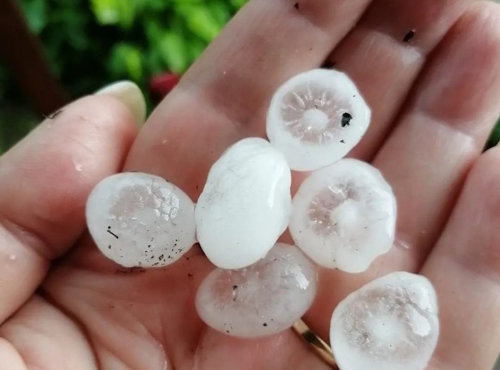 six hailices on the palm