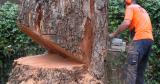 How to Fell a Tree With a Chainsaw? – A Step by Step Procedure