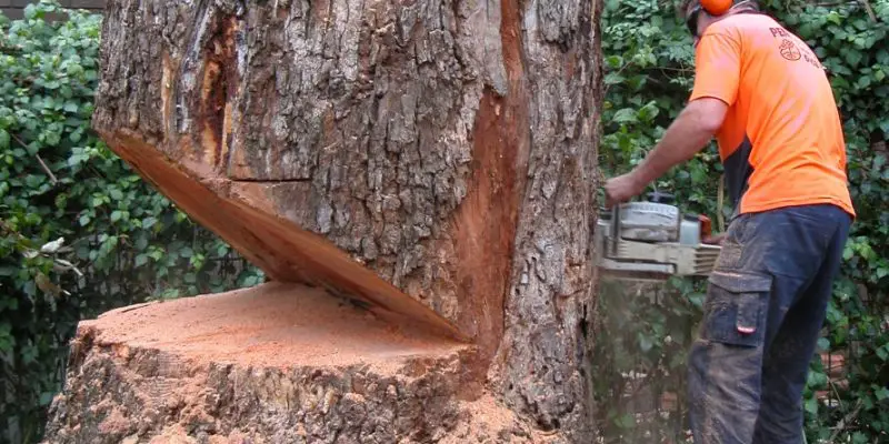 How to Fell a Tree With a Chainsaw? – A Step by Step Procedure